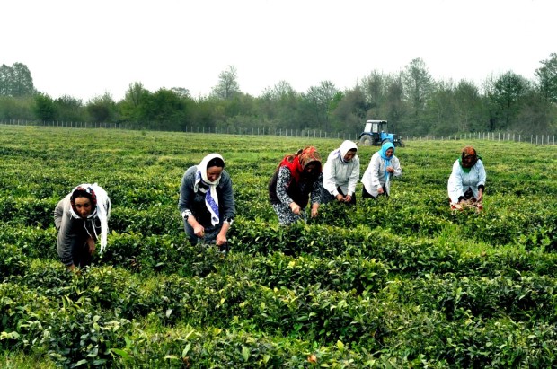 çay